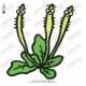 Cactus Plant Embroidery Design